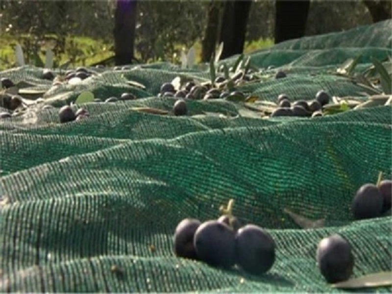 Fındık Toplama Filesi - Fındık ve zeytin hasatında ağaç altına serilen, polipropilen veya polietilenden üretilen toplama filesi; geniş göz aralığı sayesinde meyvenin filede birikmesini ve kolay toplanmasını sağlar. Tarla büyüklüğüne göre farklı genişlik ve uzunluk seçenekleri mevcuttur.